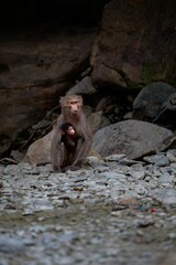 Monkey with a baby on the rocky ground in the mountains