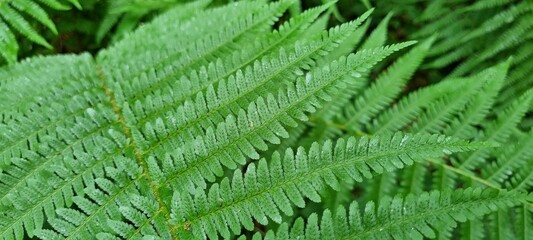 Fototapeta na wymiar Closeup shot of beautiful green ferns in the forest