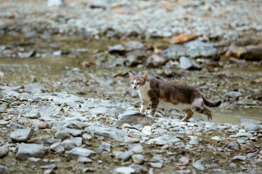 Cat strolling across a stony surface that is partially covered in mud and gravel - Powered by Adobe