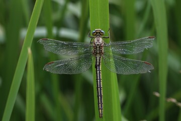 Closeup shot of a dragonfly sitting in the green reeds