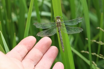 Closeup shot of a person's hand near the dragonfly sitting in the green reeds