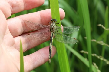 Closeup shot of a person's hand near the dragonfly sitting in the green reeds - Powered by Adobe