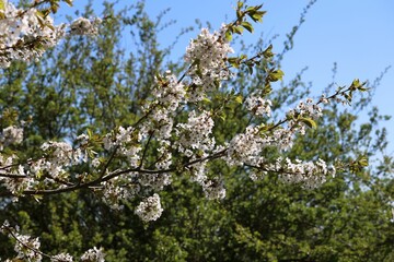 Of fruit trees blooming in the garden on a sunny day
