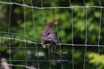 Closeup shot of a thrush perched on the net and looking for food
