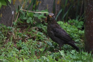 Closeup shot of a thrush standing in the garden on a sunny day