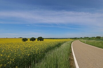 Fototapeta na wymiar Road landscape with blooming rapeseed fields