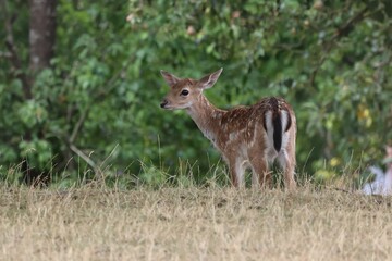 Naklejka na ściany i meble Cute baby deer (Cervidae) standing in a field with trees in the background
