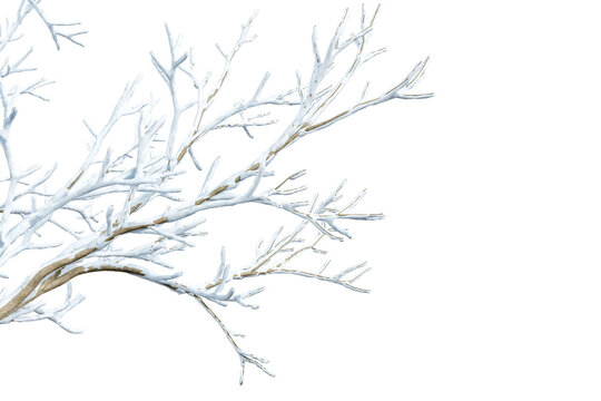 Close up snow covered branches isolated on white