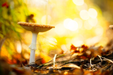 Autumn's Treasure: A Mushroom Awakens in the Dawn Light