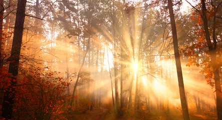  Autumn's Awakening: Sunlight Pierces the Morning Mist in the Forest © maykal