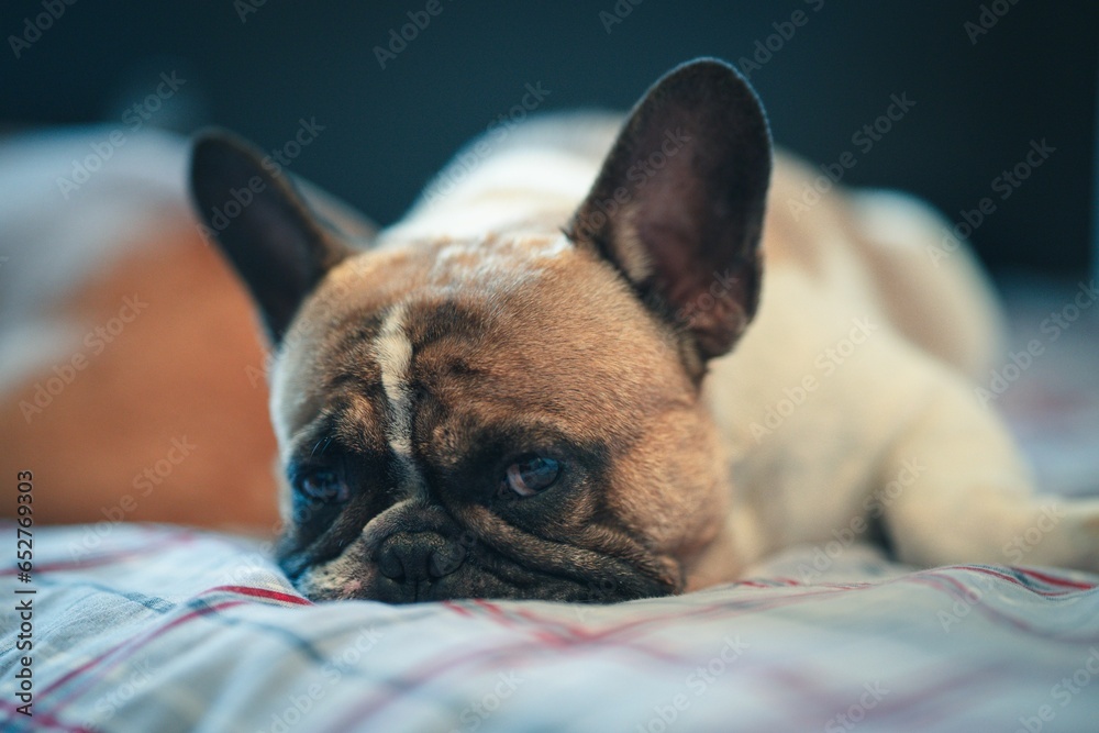 Wall mural Small French Bulldog on the bed against blurred background - Wall murals