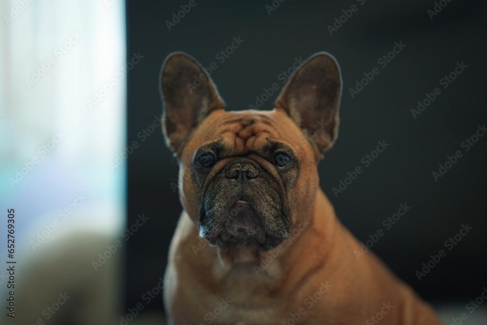 Wall mural small french bulldog in a house against blurred background