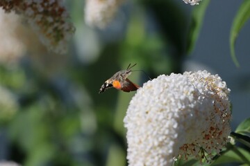 Beautiful Hummingbird collecting nectar from white flower in a garden