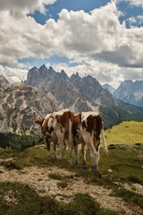 Fototapeta na wymiar Vertical rear of cows grazing on mountains with a breathtaking view in the background