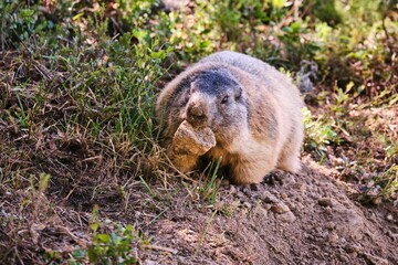 Closeup shot of a marmot with a rock in its mouth on a hill