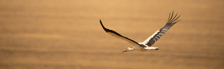 Stork's Perspective: Surveying the Vast Wheat Landscape