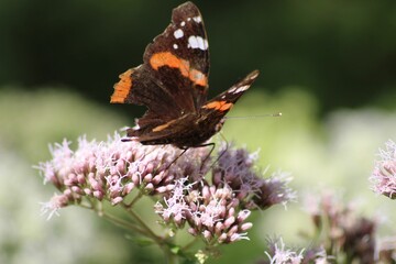 Closeup shot of a red admiral on a flower in a garden