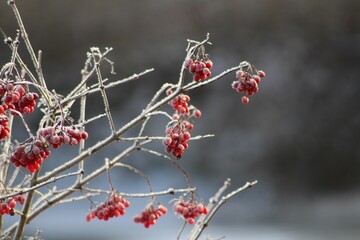 Closeup shot of the frost on the Rowan plant