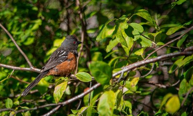 Closeup of a spotted towhee (Pipilo maculatus) perched on a tree branch