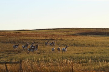 Landscape of a herd of pronghorns grazing in a field under the sunlight