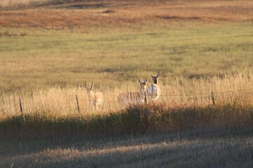 Landscape of a herd of pronghorns grazing in a field under the sunlight