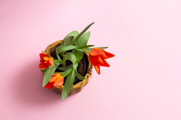 bouquet of tulips. three red tulips in goshka top view, on a pink background