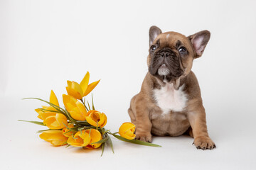 french bulldog puppy with flowers on a white background, calendar