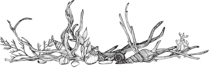 Marine composition, banner of seaweed, shells, driftwood. Black and white hand-drawn graphics translated into vector Illustration  © Marina