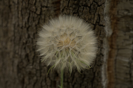 dandelion seed head with tree bark background