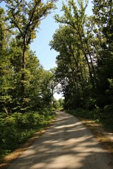 Naklejka premium a dirt road surrounded by trees with lots of leaves on it