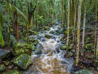 Obraz premium Picturesque landscape of a creek flowing through a lush tropical jungle