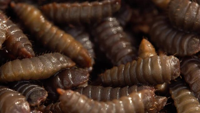 Black soldier flies at the pupal stage. larvae production facility