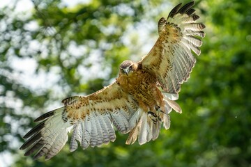 Scenic view of a bald eagle flying through a green forest
