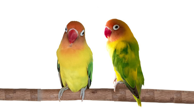 two parrots on white background