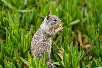 Squirrel perched atop a bed of tall green grass and leaves, eating a nut in a park setting.