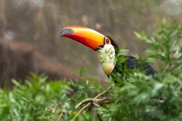 Toucan perched on a tree branch.