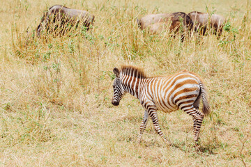 Obraz premium zebra in the savannah