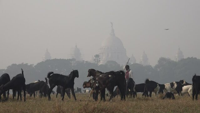 Goats are grazing in a park in front of the Victoria Memorial in Kolkata city, India

