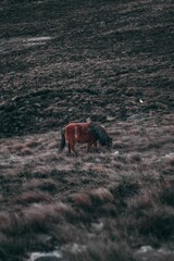 Adorable dartmoor pony peacefully grazing on a lush green pasture