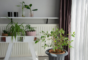 Corner of the room with houseplants near window. Interior design