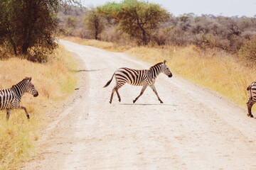 Naklejka premium zebras crossing road in the savannah