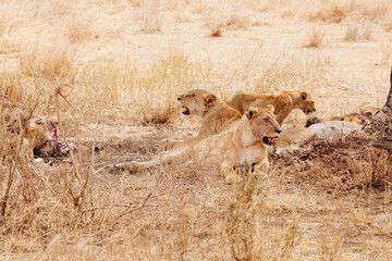 lion, lioness and cubs