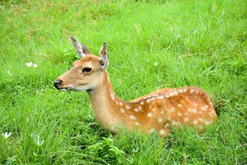 White-tailed deer stands peacefully in a grassy field gazing outward