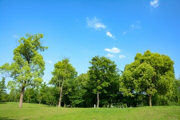 Lush green field with a variety of trees against a blue sky