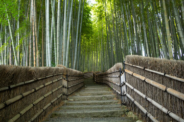 Naklejka premium Bamboo forest in Kyoto
