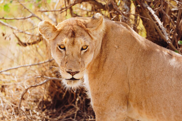 lion in savanna