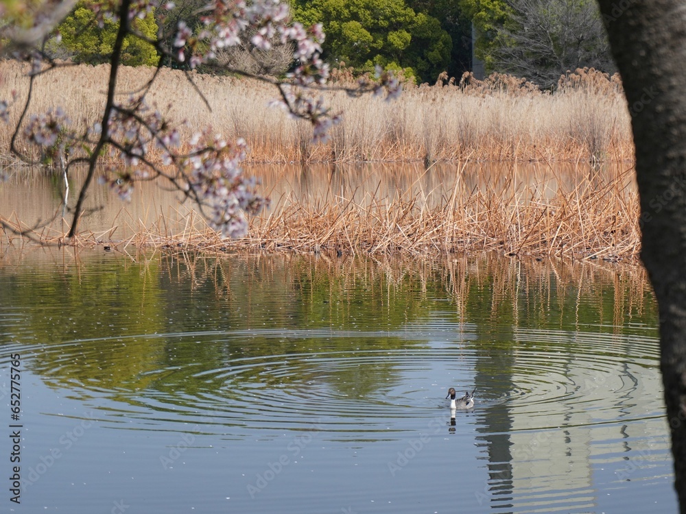 Canvas Prints Duck swimming in a tranquil body of water