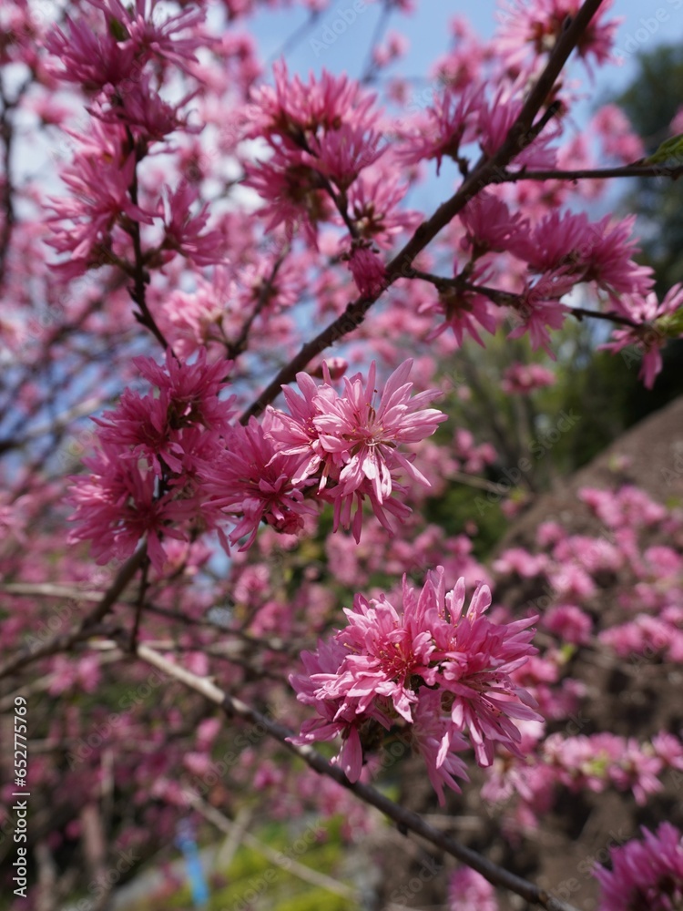 Poster vibrant display of pink flowers in full bloom on the trees in a tranquil park setting