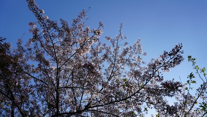 Vibrant image of a cherry blossom tree captured from a low angle perspective