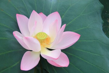 Lotus flower in Taipei